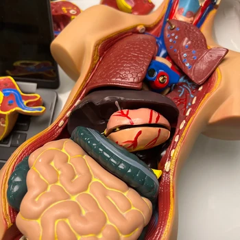 55 см 19 части Модел на човешкия торс в събирането на Медицинска анатомия на тялото бисексуални анатомични модели за Сглобяване, научни забавни играчки