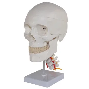 Модел на човешкия череп, нерви на гръбначния стълб в реален размер, шиен отдел на гръбначния стълб, свалящ се skullcap, анатомическая модел на черепа за научно образование